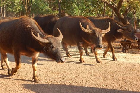 Oxen Session 1.14.3 Latest